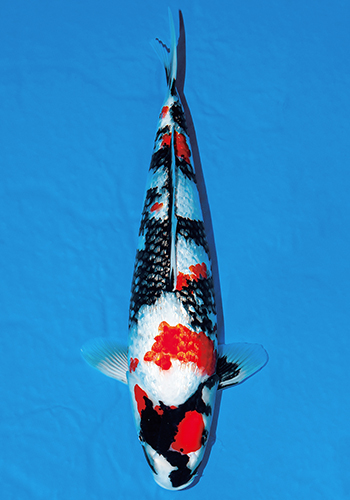 �_�C�����a