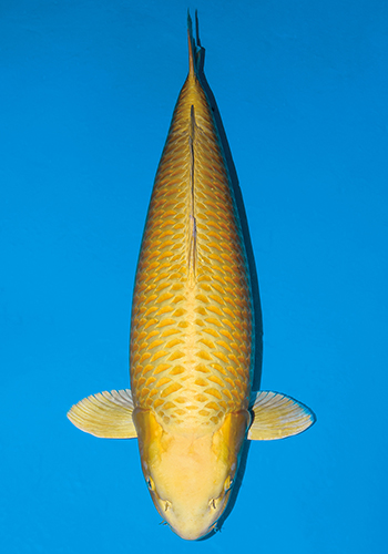 �R������