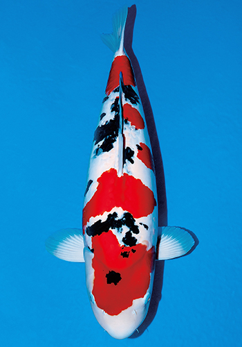 �h�C�c�O�F