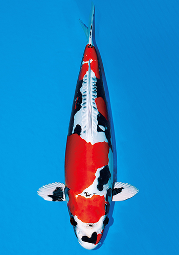 �g�P����