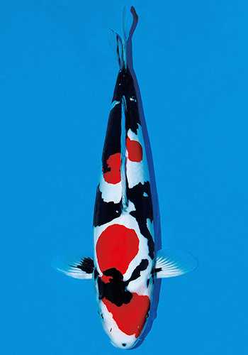 �h�C�c���a