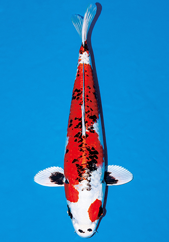 �^���b�N���}�J�K�V