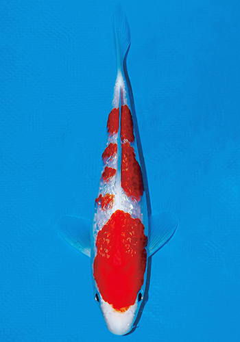 �_�C���g��