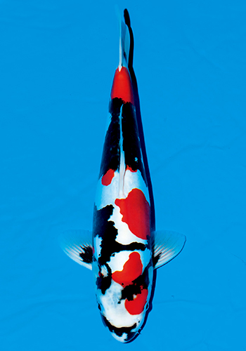 �h�C�c���a