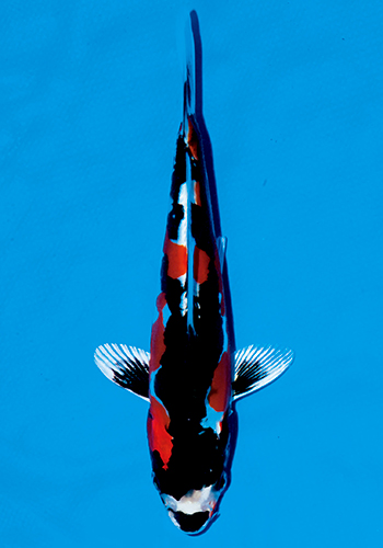 �g�P����